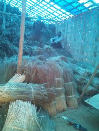 Dry Broom Grass