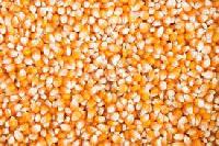 Best quality Yellow /white Corn maize