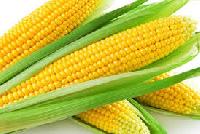 Yellow Corn / Yellow Corn Maize for Animal Feed