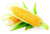 Yellow maize/corn for human consumption.