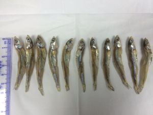 Dried Anchovy