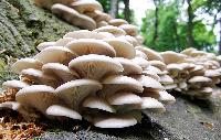 Mushroom Plant