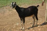 Kokan kanyal goat