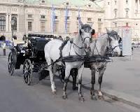 horse drawn carriages