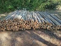 Eucalyptus Wood Poles