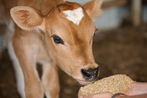 Calf Feed