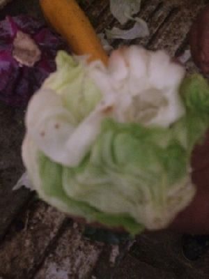 Fresh Iceberg Lettuce