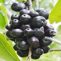 Black Plum Fruits Plant