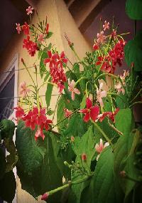Madhumati Flower Plant