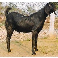 Beetal Goat - Get Latest Price & Mandi rates from Dealers & Traders ...