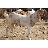 Jamnapari goat