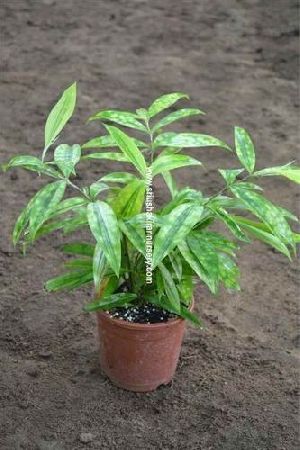 Alpinia Zerumbet Plant