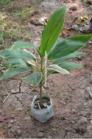 Bambusa Plant