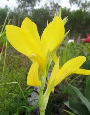 Cannas Yellow Plant