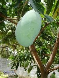 mallika mangoes