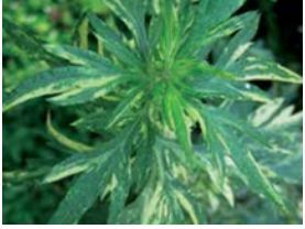Artemisia Essential Oil