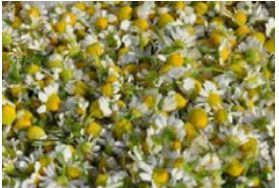 Chamomile Essential Oil