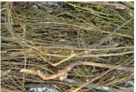 Chirata Bitter Sticks