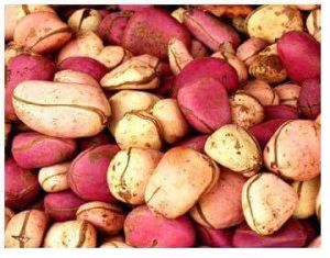 Kola Nut