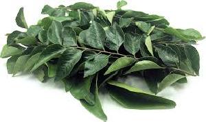 curry leaves