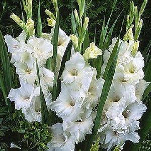 Fresh White Gladiolus Flowers