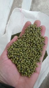 Mung Beans