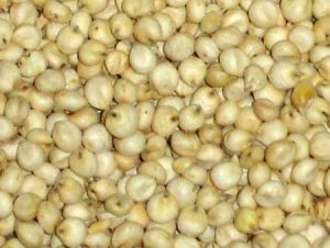 Sorghum Seeds, Packaging Type : White