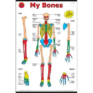Human Bone Anatomy Chart / Menschliches Muskel-Anatomie-Diagramm