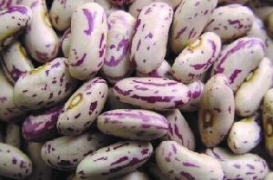 Kidney Beans (Chitra Rajma)