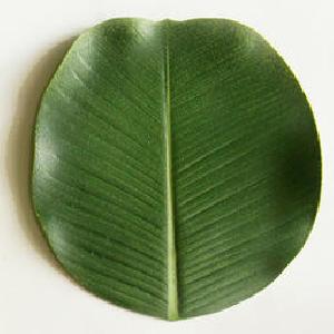 Banana leaf plate