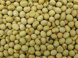 soybean