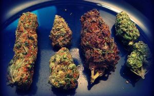 Alaskan Thunderfucker