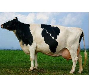 Ayrshire Cow