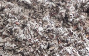 Cotton Seeds