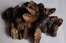 Dried Noni