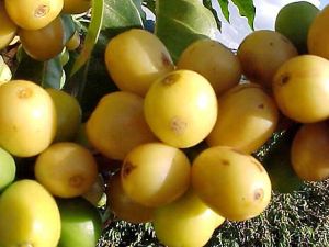 Fresh Loquat Fruit