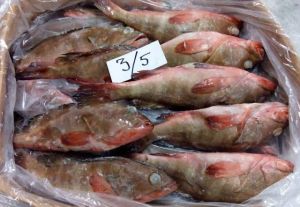 FROZEN WHITE AND RED REEF COD FISH