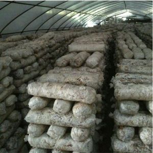 Oyster Mushroom Spawn