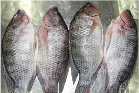 Whole Frozen Tilapia