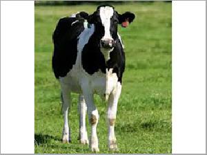 Live Jersey Cow