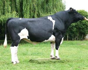 Live Holstein Friesian Bull
