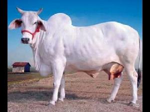 Live Desi Cow
