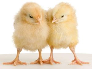 Chicken Chicks