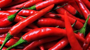 Fresh Red Chilli