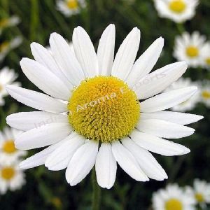 Natural Chamomile Yellow Essential Oil