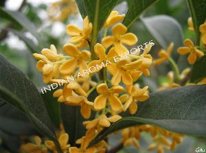 Osmanthus Absolute Oil