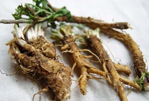 Chicory Roots