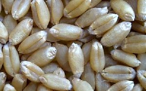 Wheat Seed (PBW-550)