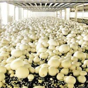 Mushroom Farming Consultancy