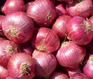 fresh onion